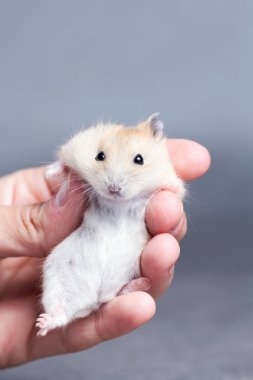 kadınların elinde küçük hamster