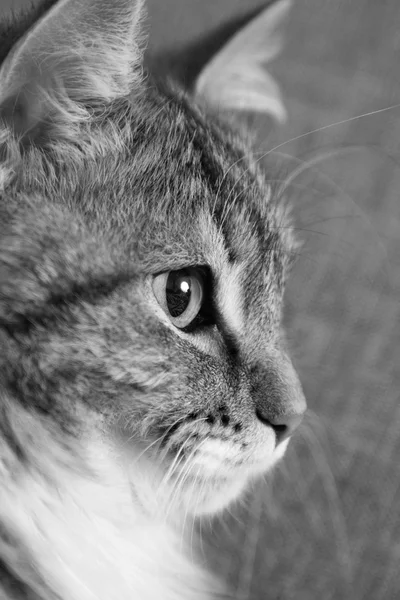 Retrato preto e branco de um gato — Fotografia de Stock