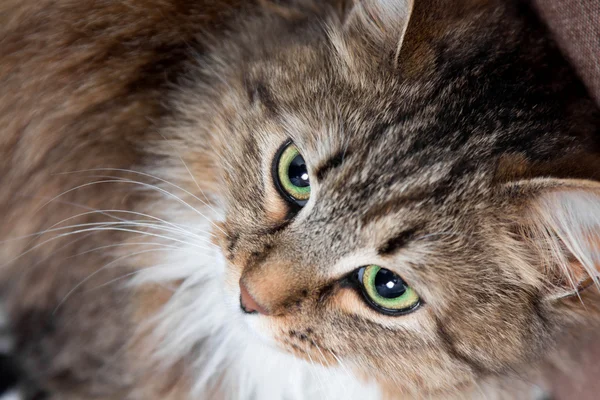 Lindo gato con verde ojos buscando — Foto de Stock