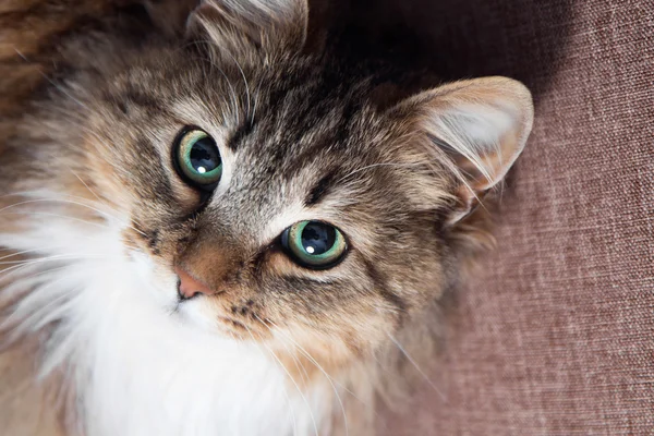 Aranyos macska, zöld szeme nézett fel — Stock Fotó