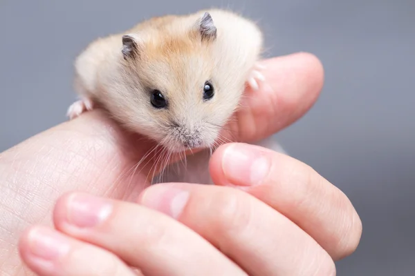 Lilla hamster i händerna på kvinnor — Stockfoto