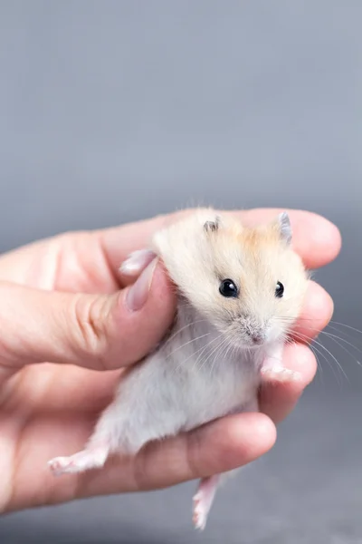 Little hamster in the hands of women — Stock Photo, Image