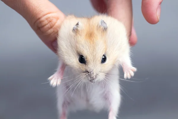 Kleine hamster in de handen van vrouwen — Stockfoto