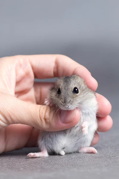 Lilla hamster i händerna på kvinnor — Stockfoto