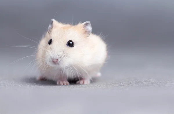 Portret van een kleine hamster op grijze achtergrond — Stockfoto