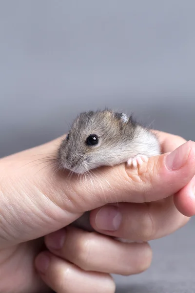 Little hamster in the hands of women — Stock Photo, Image
