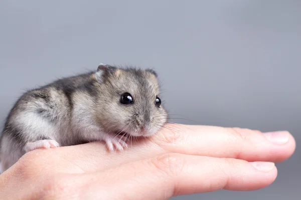 Pequeno hamster nas mãos de mulheres — Fotografia de Stock