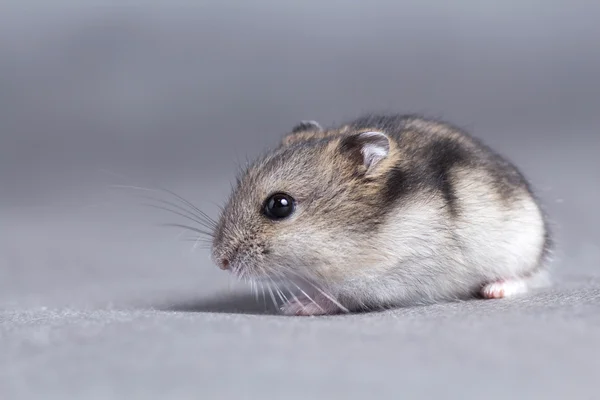 Retrato de um pequeno hamster sobre fundo cinzento — Fotografia de Stock
