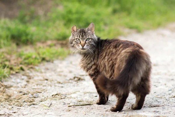 Gatto è sul sentiero — Foto Stock