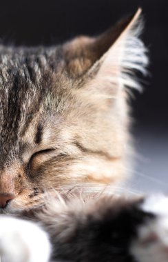 Siyah arka planda güzel bir kedinin portresi