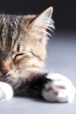 Siyah arka planda güzel bir kedinin portresi