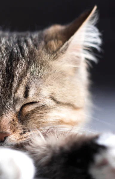 Siyah arka planda güzel bir kedinin portresi