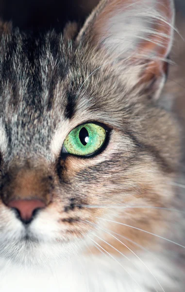 Retrato de un hermoso gato sobre un fondo negro —  Fotos de Stock