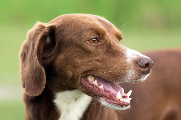 Portrait d'un chien de chasse sur la pelouse — Photo