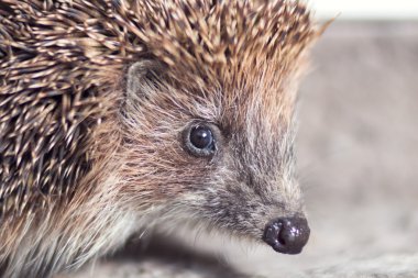 şirin bir dikenli kirpi portresi