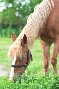 at grazes'ın bahçesinde