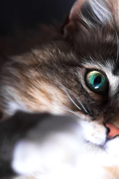 Portrait of a beautiful cat — Stock Photo, Image