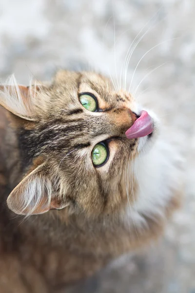 एक सुंदर बिल्ली का चित्र — स्टॉक फ़ोटो, इमेज