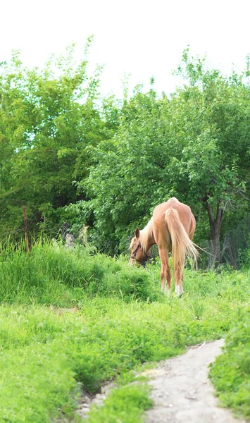 Pâturages de chevaux sur la pelouse — Photo