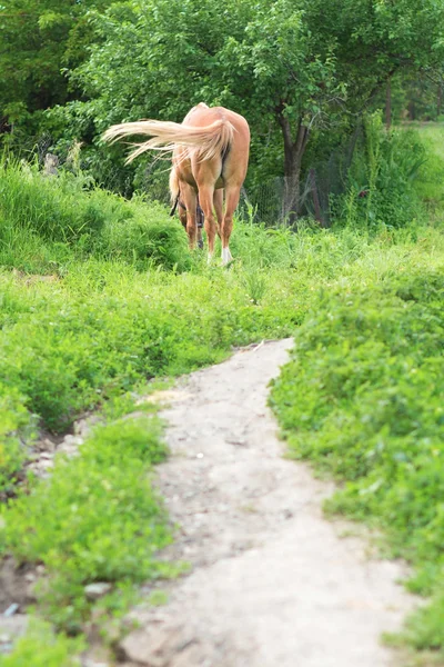 Pâturages de chevaux sur la pelouse — Photo