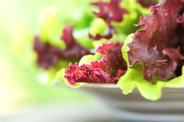 marul ve maydanoz masada bir plaka üzerinde
