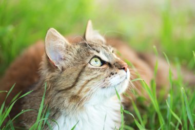 yeşil çim bir kedi portresi