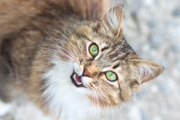 Retrato de um belo gato meowing — Fotografia de Stock