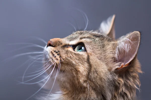 Egy gyönyörű macska, egy graybackground portréja — Stock Fotó