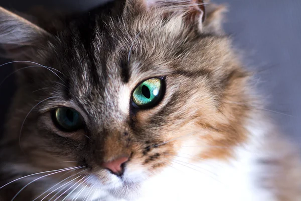 Retrato de um belo gato em um fundo cinzento — Fotografia de Stock