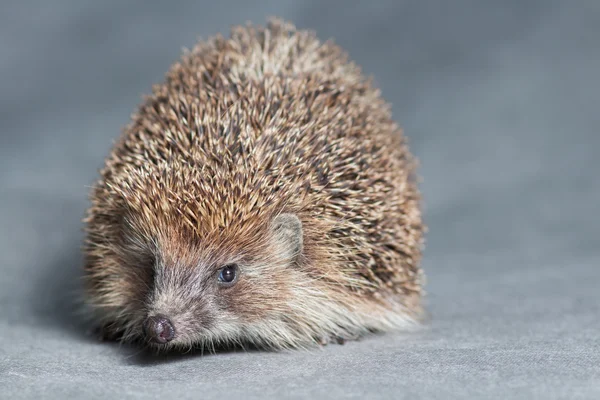 portrait of a cute spiny hedgehog
