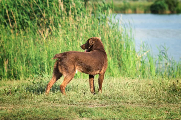 Портрет охотничьей собаки на лужайке — стоковое фото