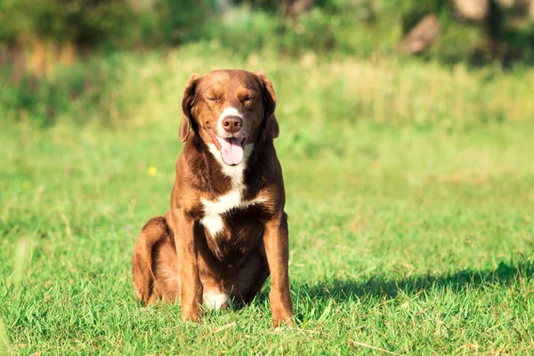 Retrato de un perro de caza en el césped —  Fotos de Stock