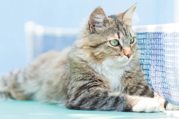 Gatto sdraiato sul tavolo da ping pong — Foto Stock