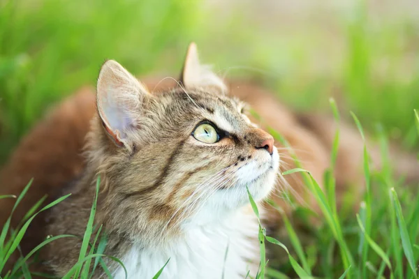 Yeşil çim bir kedi portresi — Stok fotoğraf