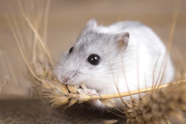 Çul arpa sapı üzerinde beyaz Çungar hamster kemiren