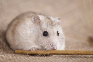 Çul arpa sapı üzerinde beyaz Çungar hamster kemiren