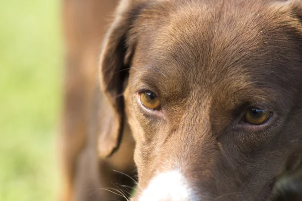 Yeux bruns pur-sang chien de chasse sur le fond de vert g — Photo