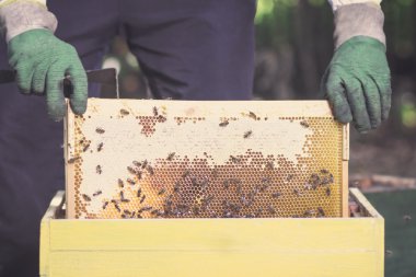 arıcı peteğin ve bal arı çerçeveyle alır