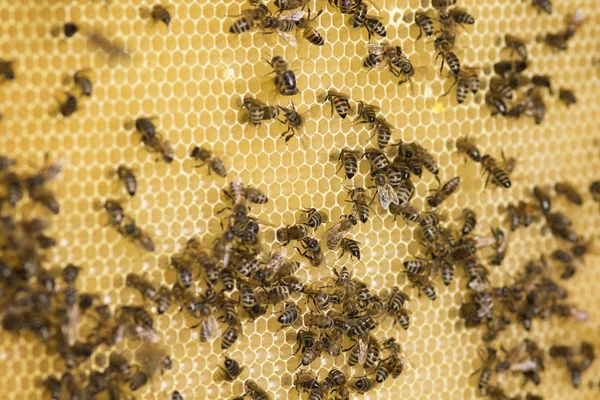 bee family gathers honey in honeycombs in a beehive