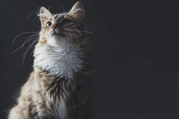 Porträt einer schönen Katze auf grauem Hintergrund — Stockfoto