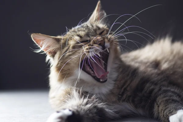 Cat just waking up and yawning mouth open and teeth showing — Stock Photo, Image