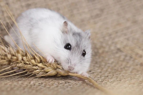 Jungar hamster yulaf sapından tohum yeme