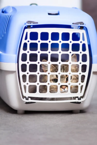 Кошка лежит в закрытом контейнере для перевозки животных и смотрит через решетки — стоковое фото