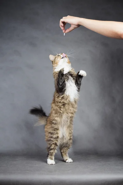 Gato estica uma pata para um pedaço de carne na mão do homem em um fundo cinza — Fotografia de Stock