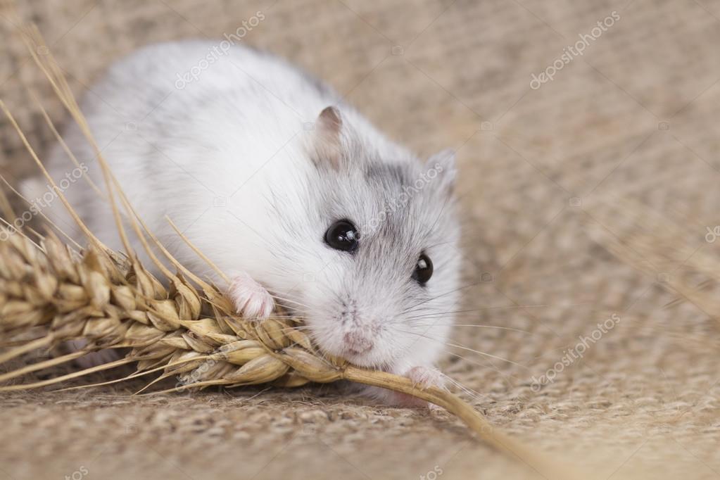 Jungar hamster eating seeds from the stalk of oats — Stock Photo ...