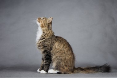 kedi siyah bir arka plan üzerinde bir masada oturan ve yukarı bakıyor