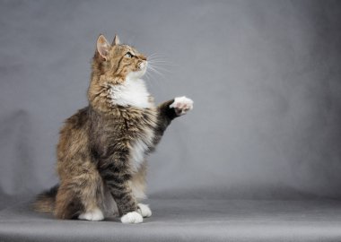 kedi siyah bir arka plan üzerinde bir masada oturan ve yukarı bakıyor