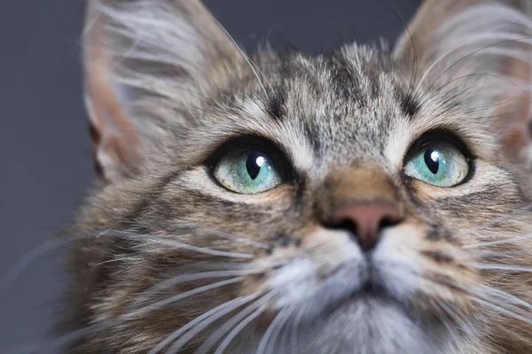 Muso di un bel gatto con gli occhi verdi o — Foto Stock