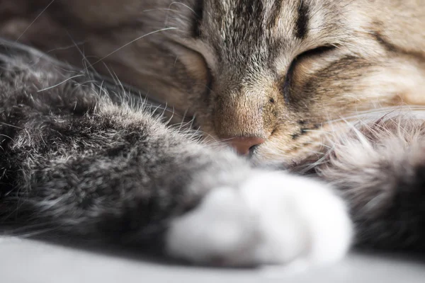 Portretul unei pisici drăguțe care doarme — Fotografie, imagine de stoc