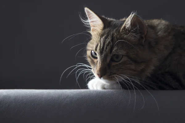 Retrato de contraste de um gato em uma veia escura no fundo — Fotografia de Stock